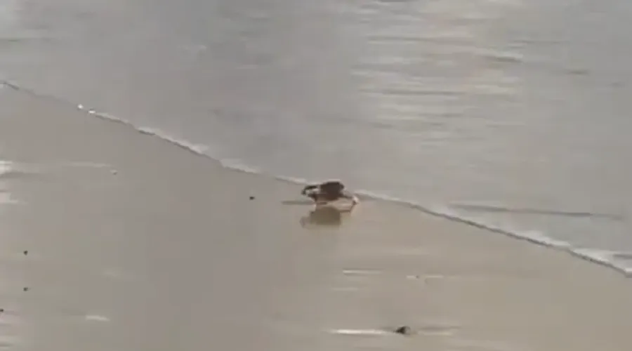 Animal foi flagrado saindo do mar