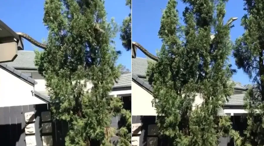 Animal saiu do telhado e foi para uma árvore