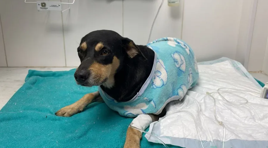 Spike se recupera de atropelamento em clínica veterinária