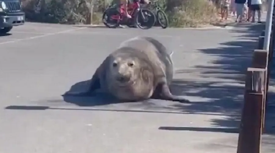 Animal de grande porte fugiu do mar e caminhou pelas ruas de uma cidade da Austrália