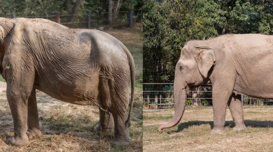 A elefante Pai Lin foi forçada a transportar cerca de seis turistas por vez