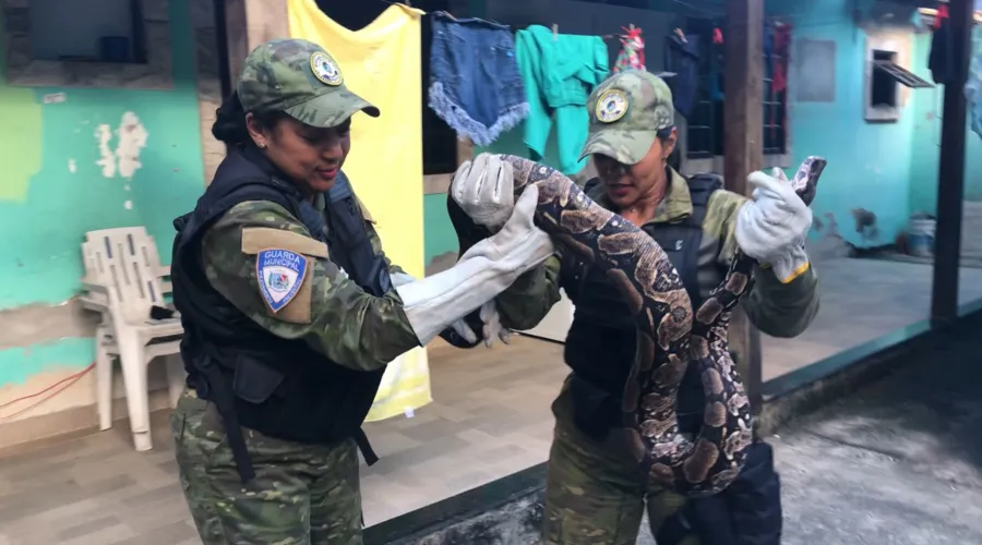 Cobra, da espécie jiboia, foi resgatada por guardas ambientais