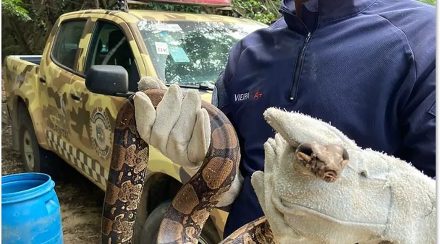 Cobra foi resgatada por guardas ambientais