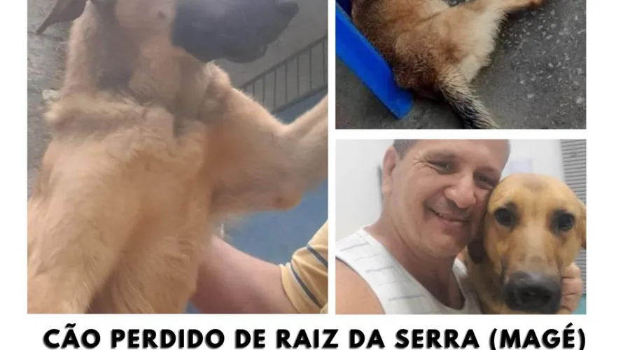 Imagem ilustrativa da imagem Professor oferece R$ 5 mil por cachorro perdido em Magé