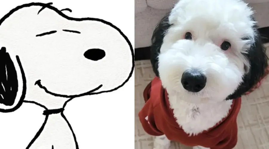 Bayley possui a cor das orelhas e o focinho muito igual ao Snoopy