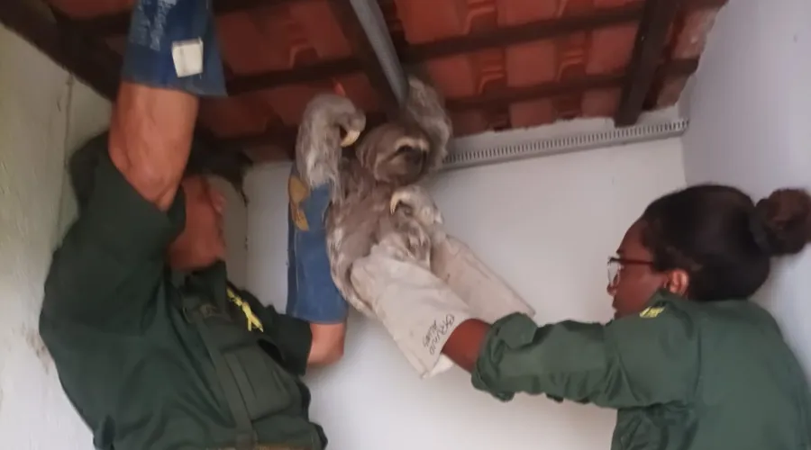 Bicho-preguiça foi encontrado agarrado a uma estrutura metálica de suporte ao telhado da casa