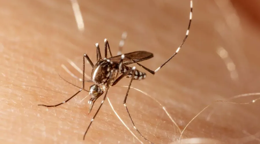 Brasil registra epidemias sucessivas de dengue com intervalos cada vez mais curtos entre os surtos