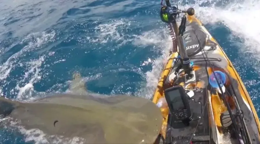 Com agilidade, o havaiano desferiu um chute na cabeça do tubarão