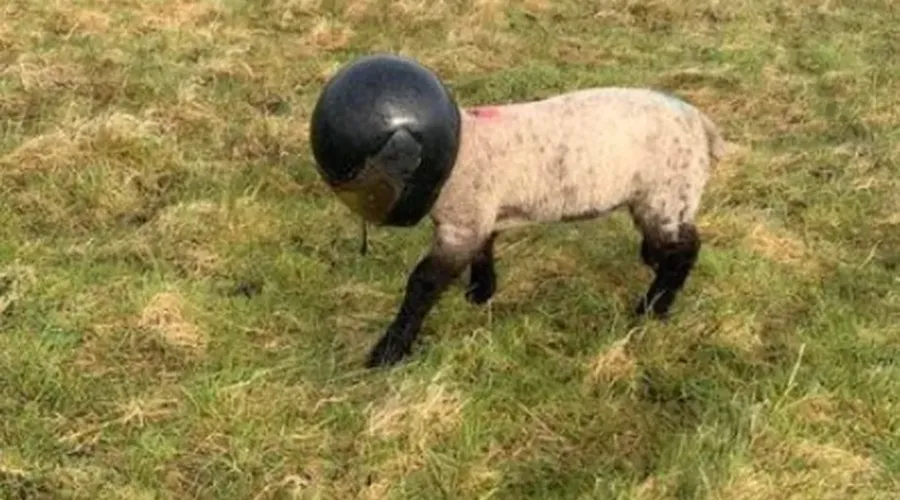 Cordeiro foi flagrado com capacete de moto circulando em fazenda
