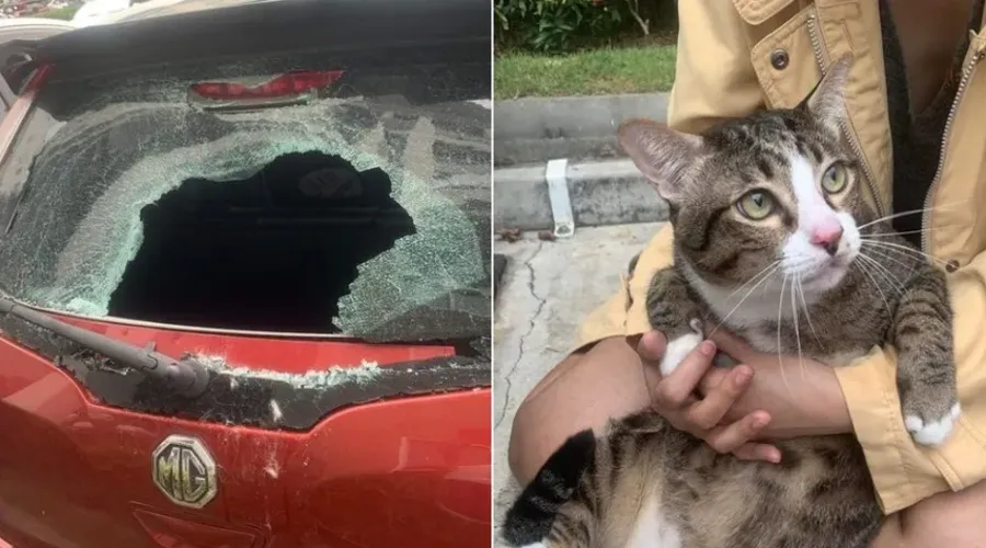 O gato caiu em cima do para-brisa do veículo que estavaestacionado