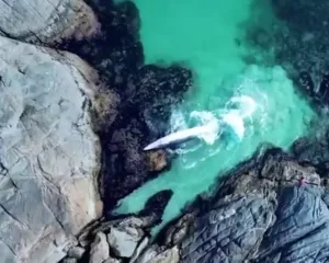 Imagem ilustrativa da imagem Baleia presa entre rochas é resgatada em Arraial do Cabo; vídeo