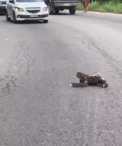 Imagem ilustrativa da imagem Bicho-preguiça para o trânsito em rua de Niterói; vídeo