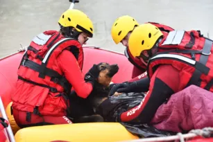 Imagem ilustrativa da imagem Cão aquece dono com hipotermia após resgate em Santa Catarina