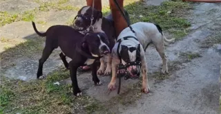 Imagem ilustrativa da imagem Escritora atacada: donos de pitbulls são presos preventivamente