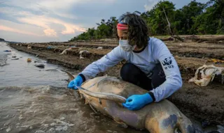 Imagem ilustrativa da imagem Mais de 100 botos são achados mortos no Amazonas