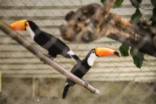 Imagem ilustrativa da imagem Mais de 40 animais silvestres são resgatados na Zona Oeste