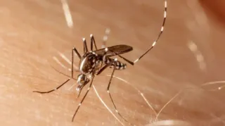 Imagem ilustrativa da imagem Minas Gerais em estado de emergência após morte por dengue