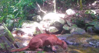 Imagem ilustrativa da imagem Vídeo: onça-parda é flagrada bebendo água em cachoeira no Rio