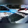 Pássaros foram encontrados sem número de origem e identificação