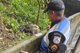 Imagem ilustrativa da imagem Bicho-preguiça sofre queda de 20 metros e é salvo por policiais