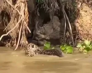 Imagem ilustrativa da imagem Vídeo: onça-pintada e jacaré travam embate no Pantanal