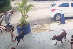 Imagem ilustrativa da imagem Polícia busca agressor de cachorro de rua em SG