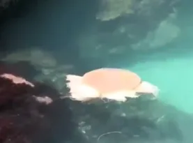 Imagem ilustrativa da imagem Água-viva gigante é flagrada na gruta de Ponta Negra; veja vídeo