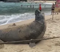 Imagem ilustrativa da imagem Vídeo: elefante-marinho encanta banhistas de praia do Rio