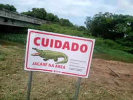 Imagem ilustrativa da imagem Jacaré na área: cachorros viram refeição em parque de Itaguaí