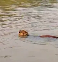 Imagem ilustrativa da imagem Olha o perigo! pescador filma onça atravessando rio; veja vídeo