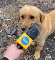 Imagem ilustrativa da imagem Cãomunicador: cachorro rouba a cena em entrevista na Ucrânia; assista