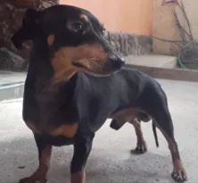 Imagem ilustrativa da imagem Cão desaparecido em Niterói vira caso de justiça