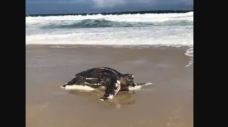 Imagem ilustrativa da imagem Maior tartaruga do mundo é encontrada morta em praia do Rio; assista