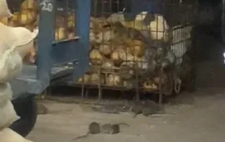 Imagem ilustrativa da imagem Imagens fortes: ratos tomam conta, e Ceasa do Rio é fechada