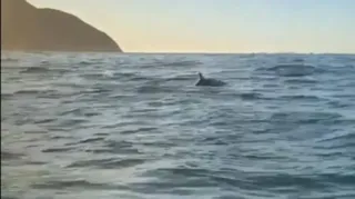 Imagem ilustrativa da imagem Golfinhos encantam em praia de Niterói; assista