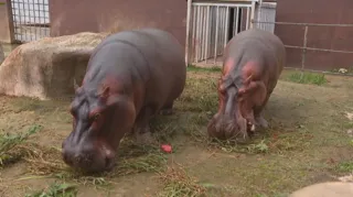 Imagem ilustrativa da imagem Casal de hipopótamos exala amor e fica noivo no Dia dos Namorados