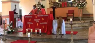 Imagem ilustrativa da imagem Cão invade igreja e 'rouba' o pão da Santa Ceia; veja o vídeo
