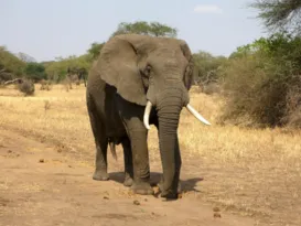 Imagem ilustrativa da imagem Elefante mata idosa e retorna para pisoteá-la em funeral