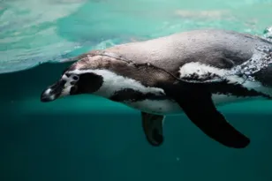 Imagem ilustrativa da imagem Pinguim é flagrado em praia de Niterói; veja vídeo