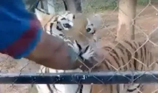 Imagem ilustrativa da imagem Vídeo mostra homem tendo o braço abocanhado por tigre