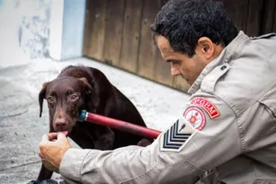 Imagem ilustrativa da imagem Cão é resgatado em Niterói após ser jogado em garagem de ônibus