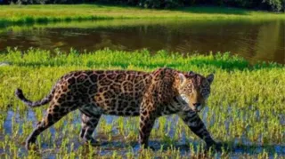 Imagem ilustrativa da imagem Ator de Pantanal sofre acidente e é afastado; saiba quem é