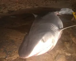 Imagem ilustrativa da imagem Tubarão de dois metros é encontrado na Baía de Guanabara