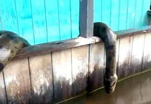 Imagem ilustrativa da imagem Vídeo mostra cobra de seis metros no Amazonas