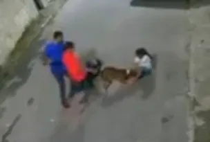 Imagem ilustrativa da imagem Criança é atacada por pitbull na Baixada Fluminense; veja vídeo