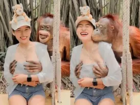 Imagem ilustrativa da imagem Turista leva apalpada de Orangotango em Safari World