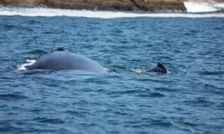 Imagem ilustrativa da imagem Costa do Rio conta com grande presença de baleias neste inverno