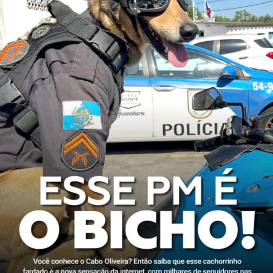 Imagem ilustrativa da imagem Cabo Oliveira: o cão mascote do batalhão que bomba na internet