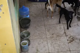 Imagem ilustrativa da imagem Morador denuncia maus-tratos de vizinho a 27 cachorros em Maricá