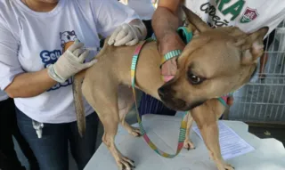 Imagem ilustrativa da imagem Começa a campanha de vacinação antirrábica em animais no Rio